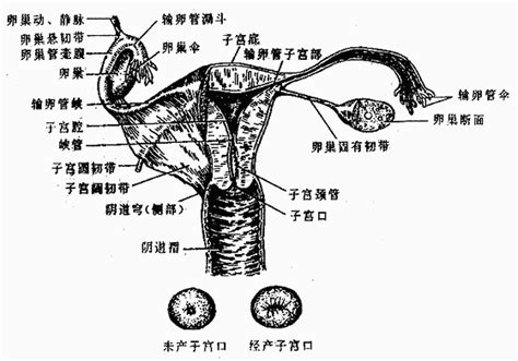 女生阴